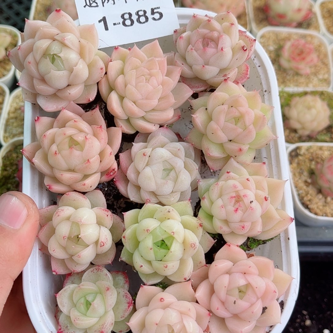 1-885 新疆西藏内蒙不发零度以下拍保温箱不拍不包损