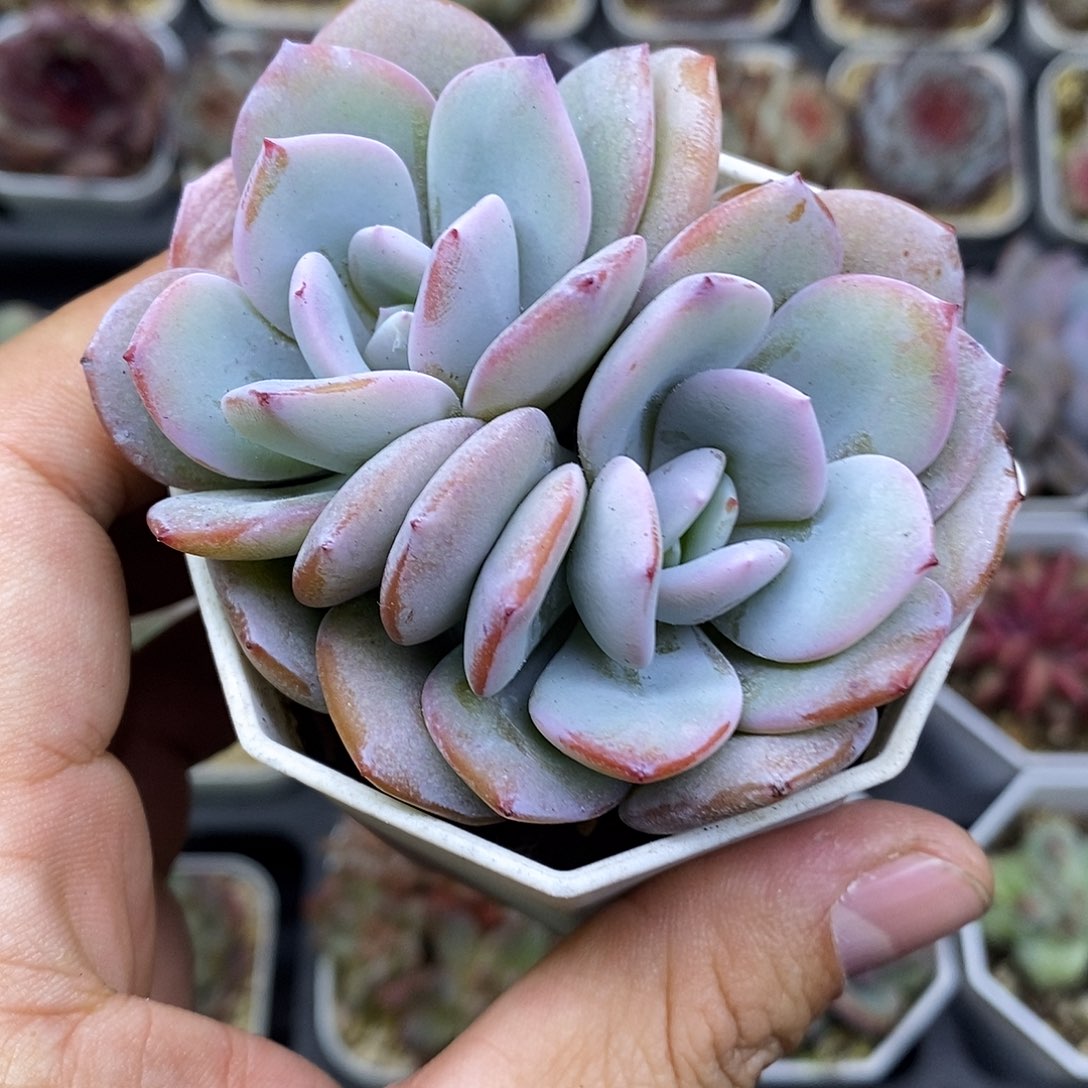 韩版奶茶老桩7厘米盆