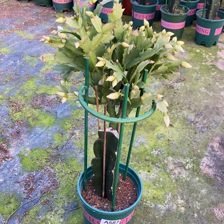 大部分花苞少量开放587嫁接错版066