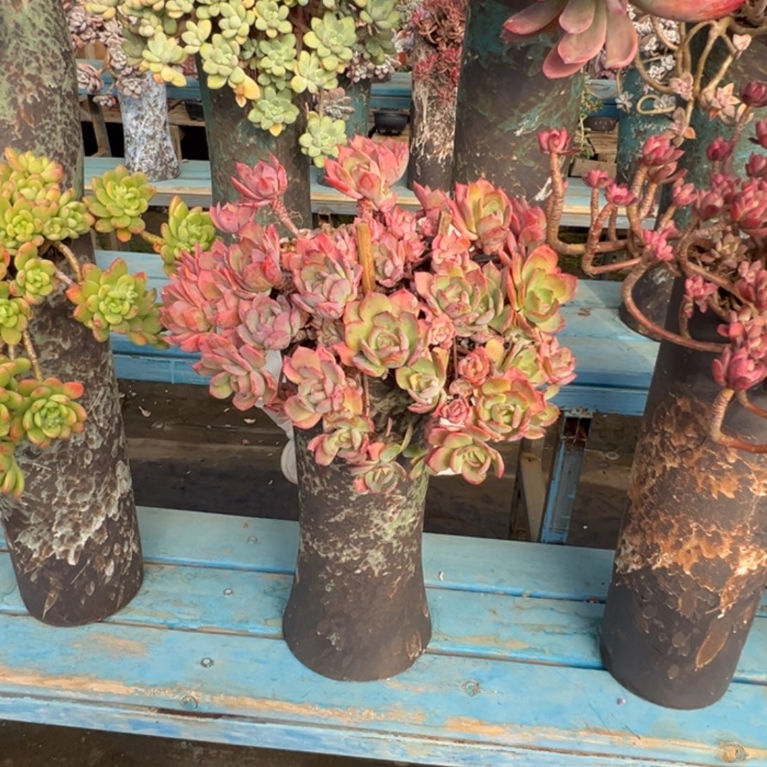 精品芬达妖桩 裸肉