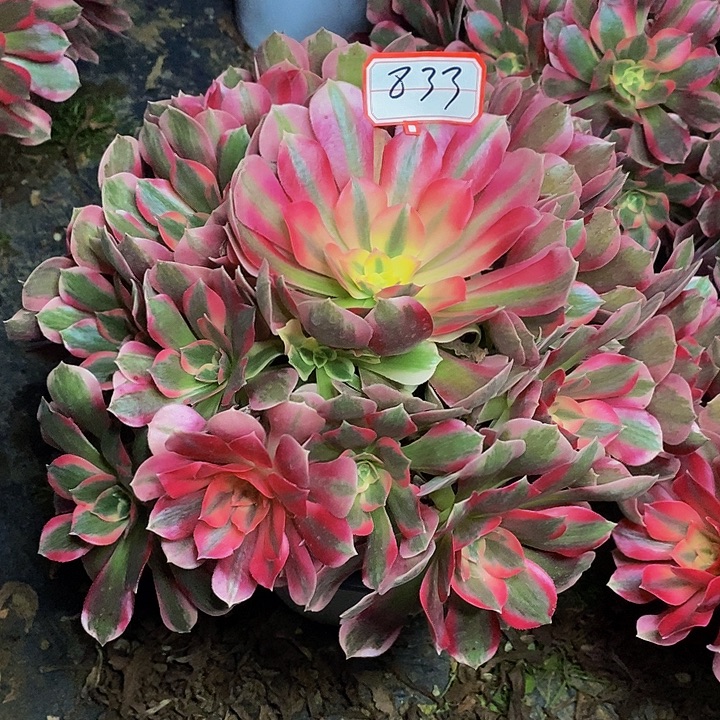 果***布加迪老桩厉害833号