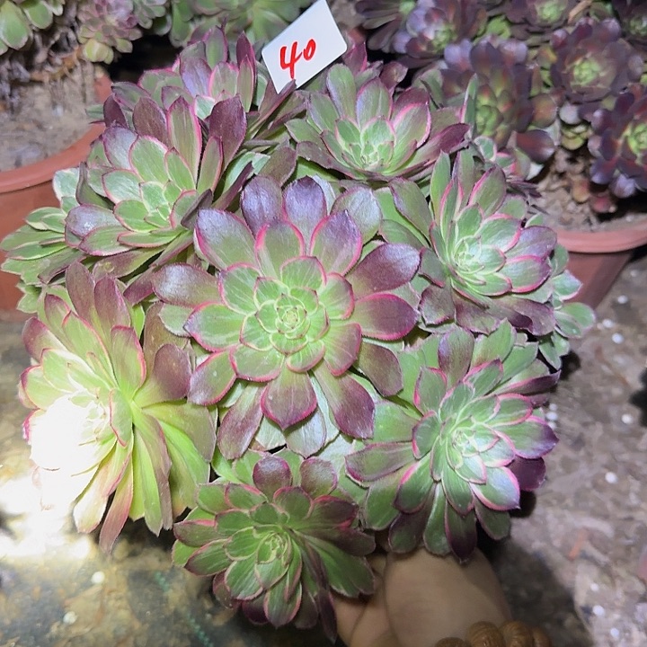 精品万花筒大颗老桩亏本福利40