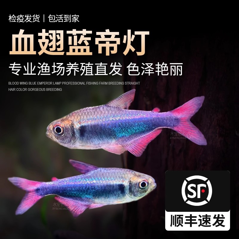 血翅蓝帝灯蓝国王灯彩虹帝王灯淡水鱼灯科鱼帝王灯黑帝王灯黑灯鱼