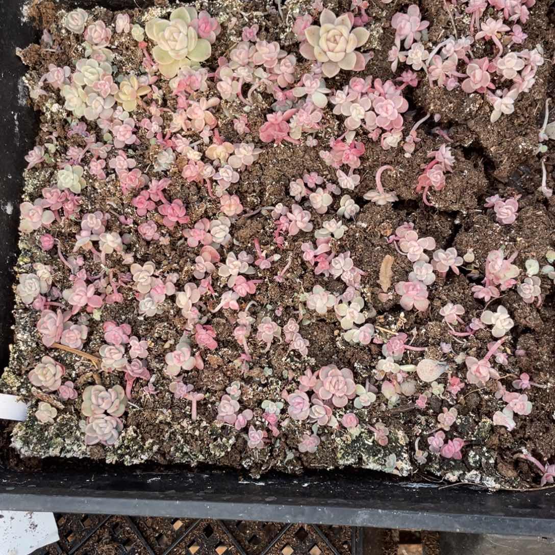 C58胖宝宝播种切糕苗，超福利特价