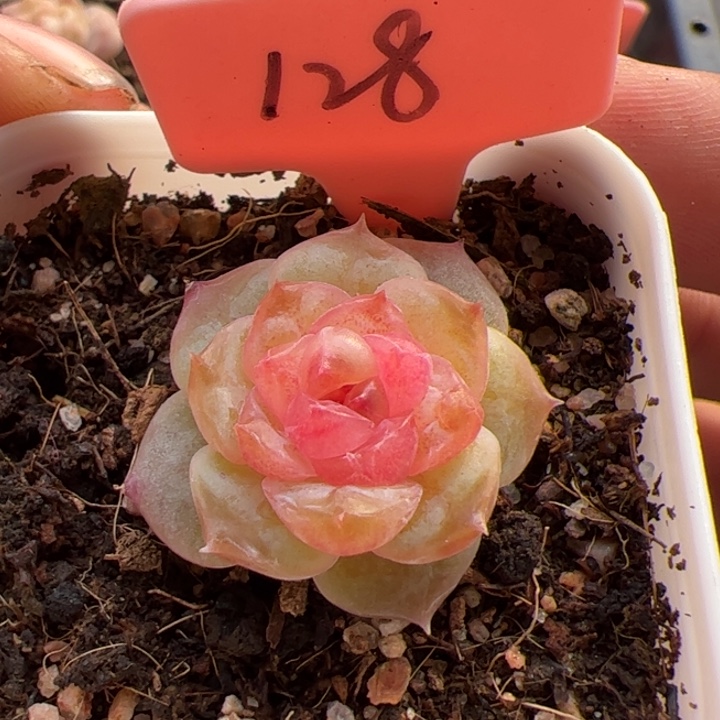 128 一物一拍，精品糖心，尺寸不大介意勿拍