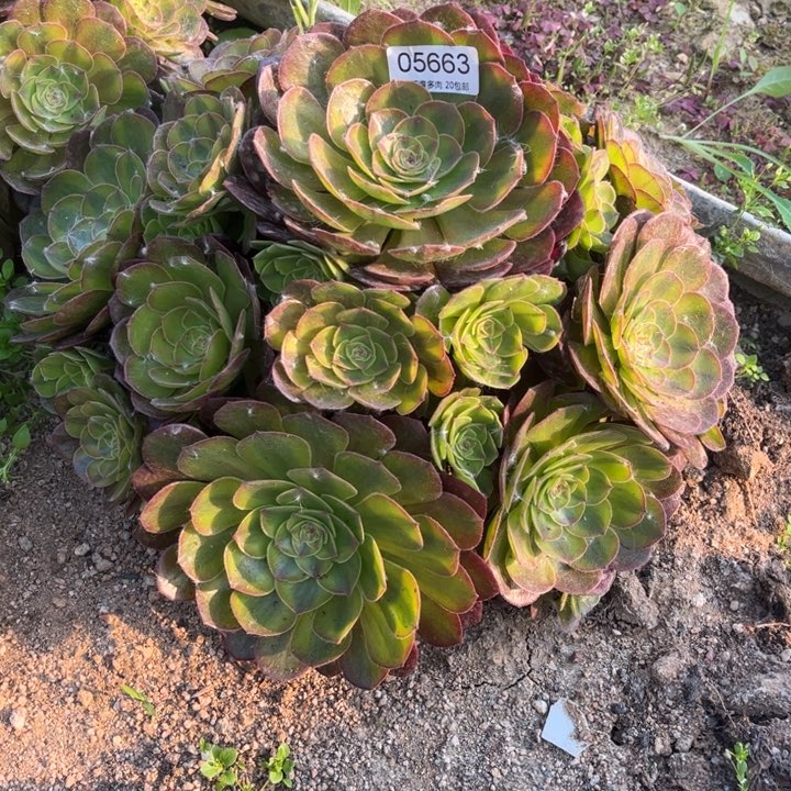 05663雨荷多肉植物