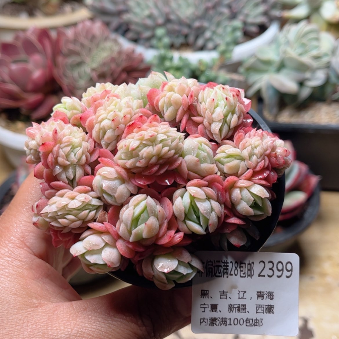 【闪购商品】2399贝瑞缀