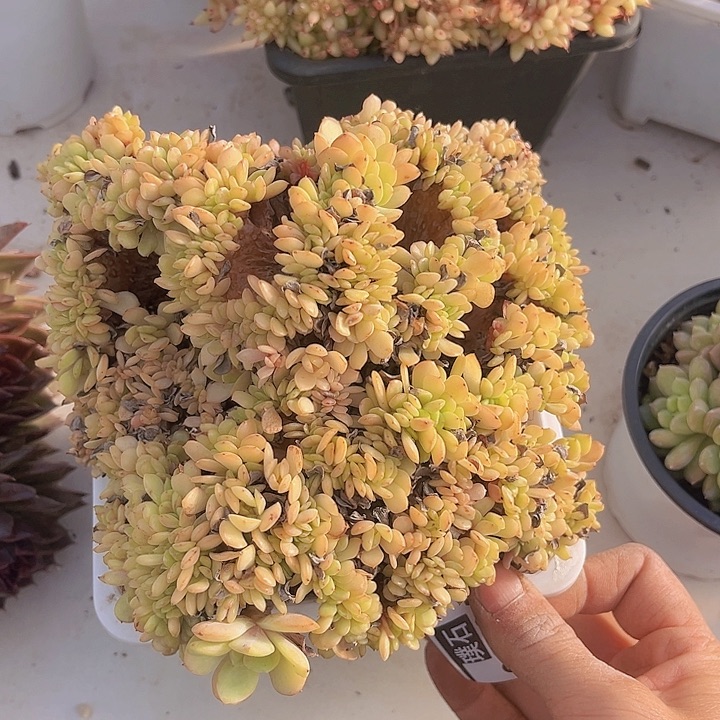 雪碧缀06104多肉植物