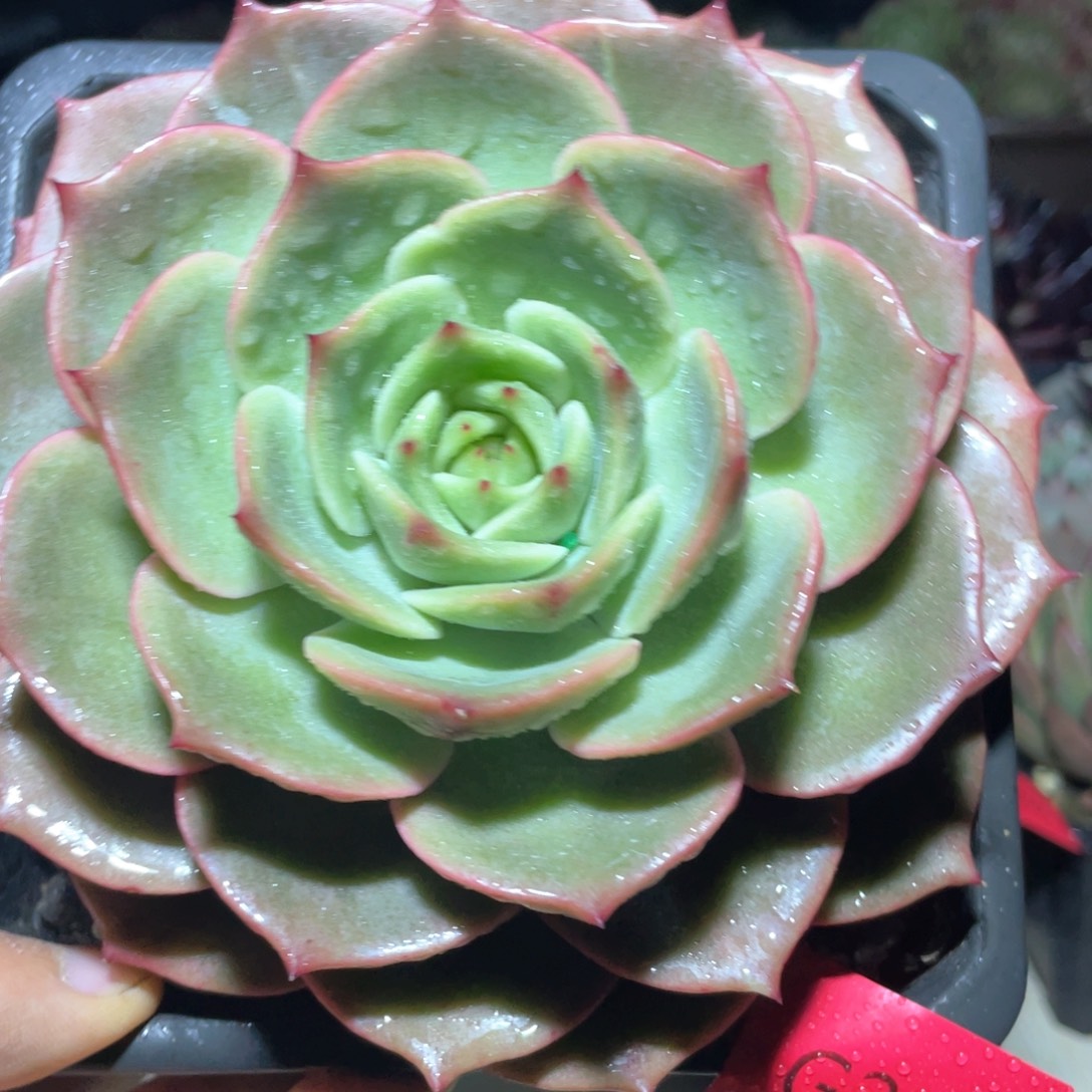 多肉植物多肉植物286安吉