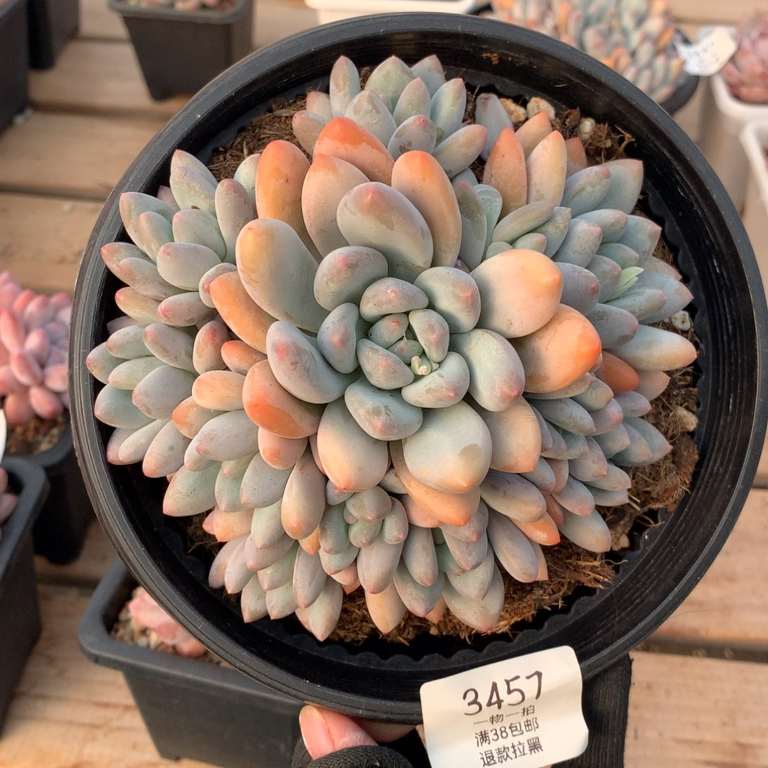 14.5厘米12头香水多肉3457