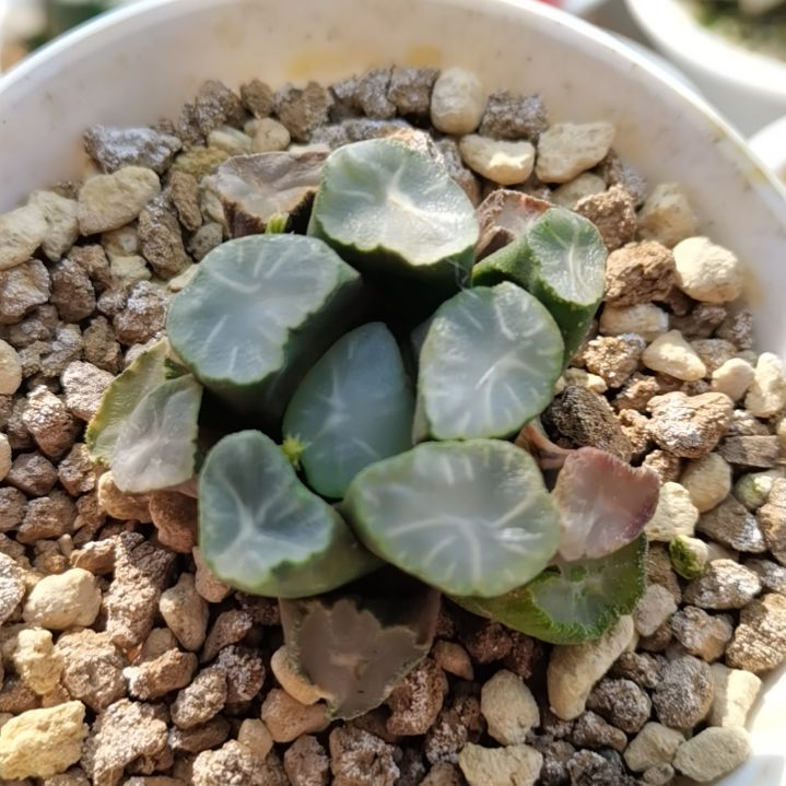 117号白瓷万象锦一物一拍带盆土发货