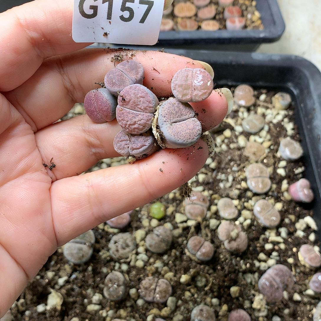 五**.G157多肉植物保护