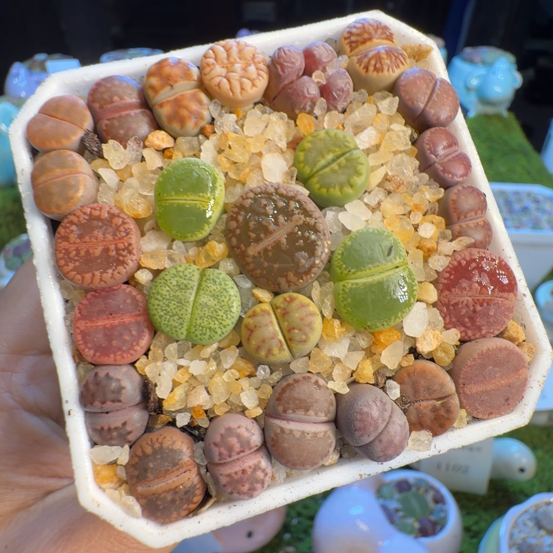 多肉植物福利冲1211