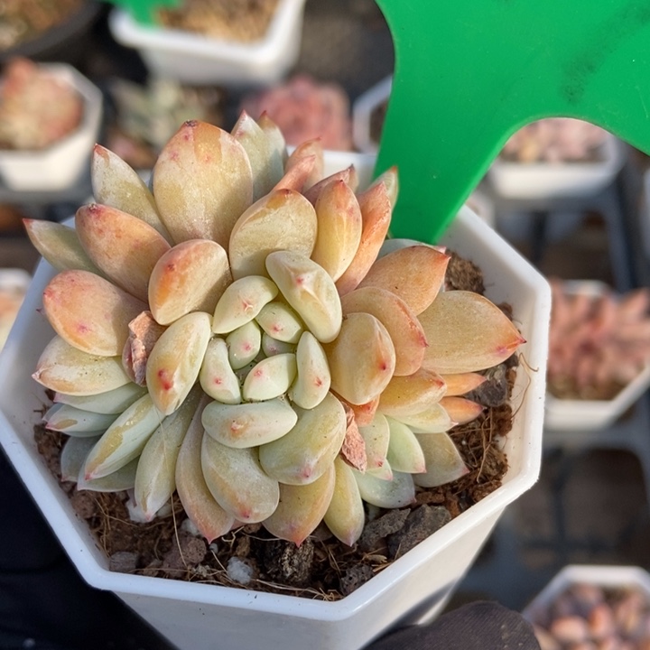 677星影多肉植物保护