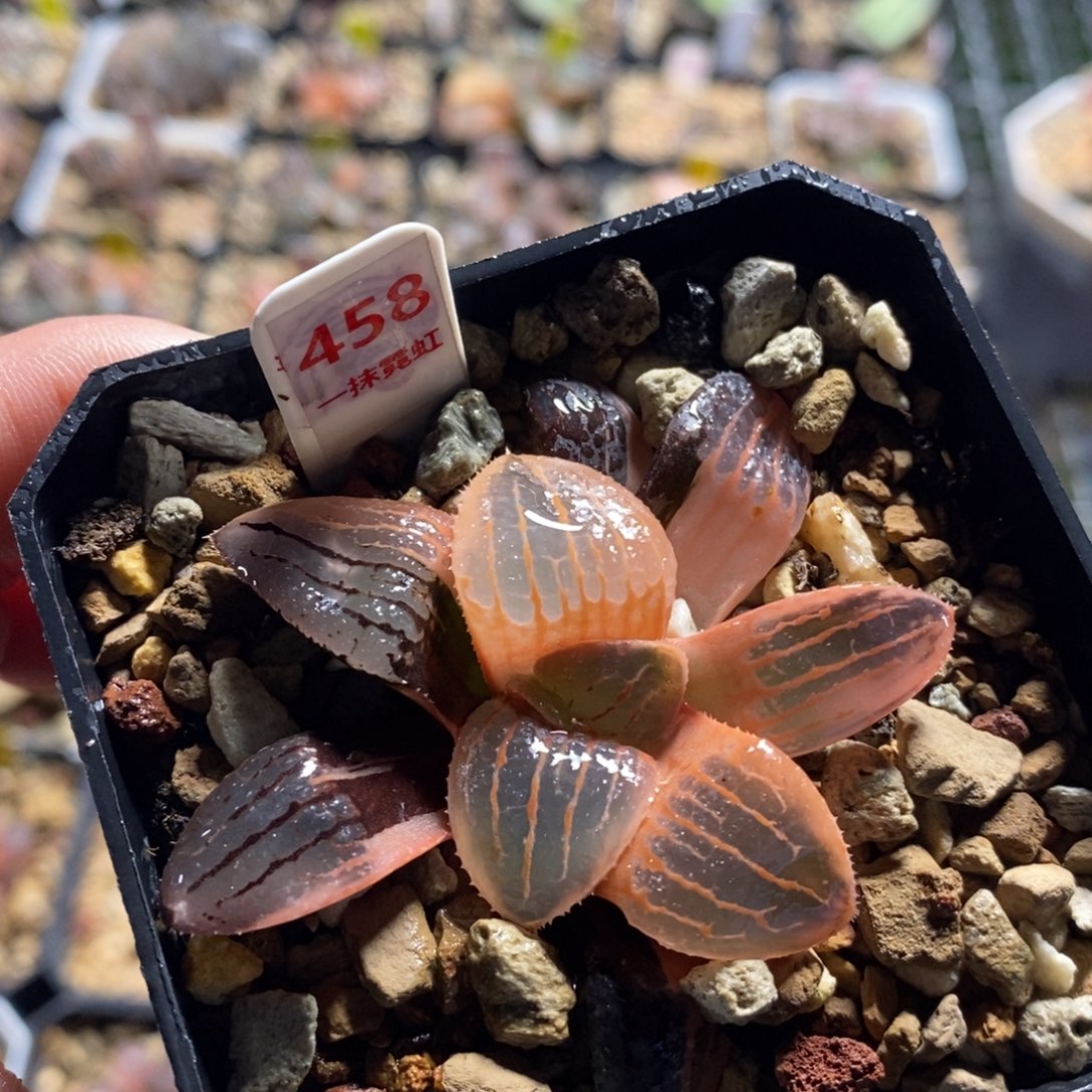 不开花植物458亲指姬