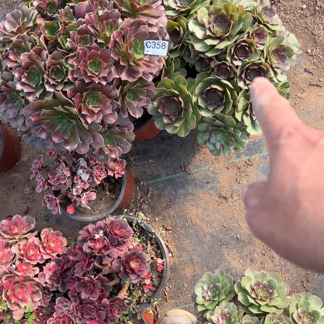 358两颗组合多肉植物