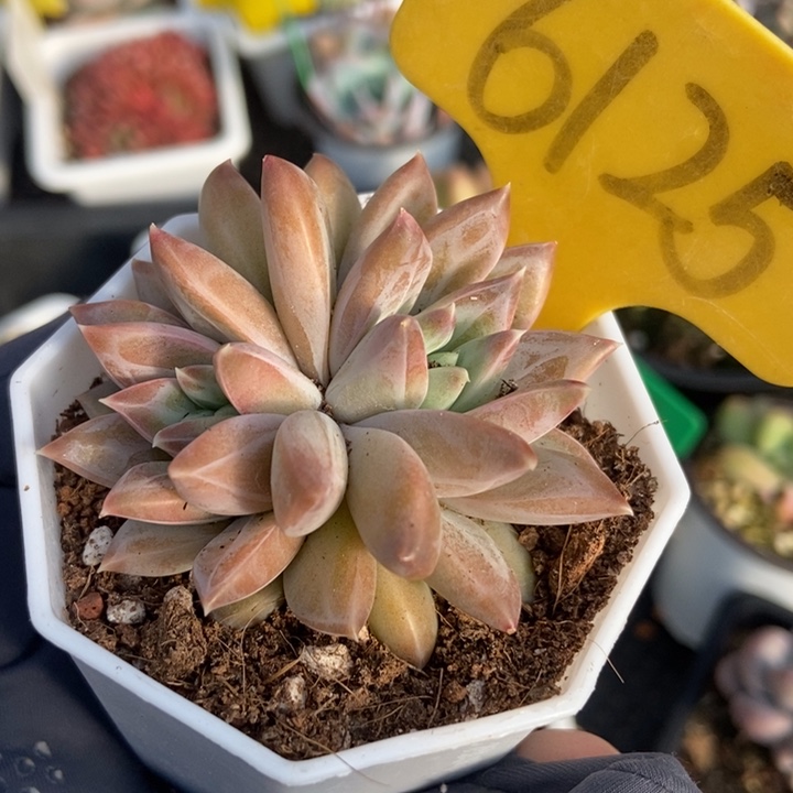 6125牧斯美人多肉植物