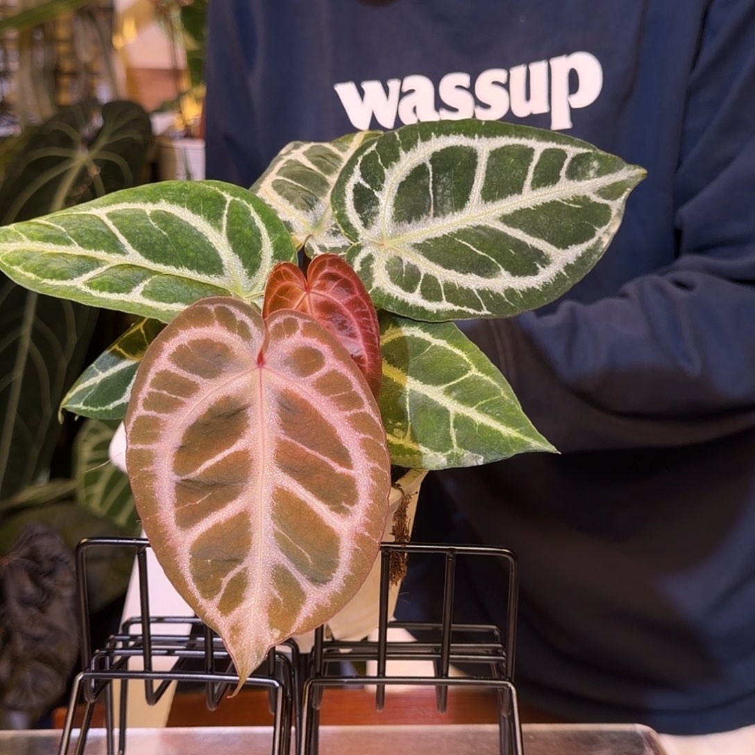 完全开放H138 粉柠檬杂银骑士