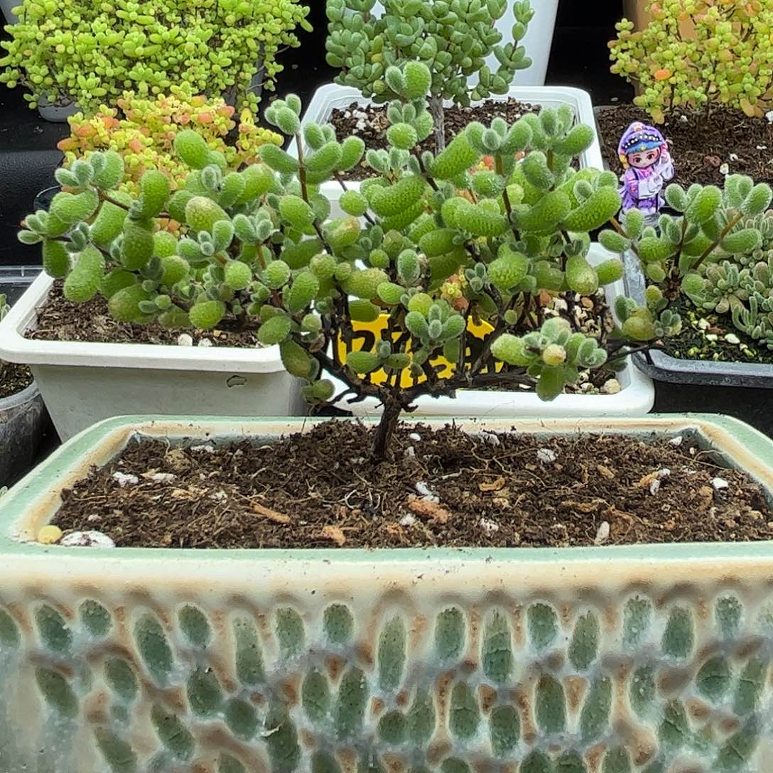 20翡翠带盆优选枝干番杏