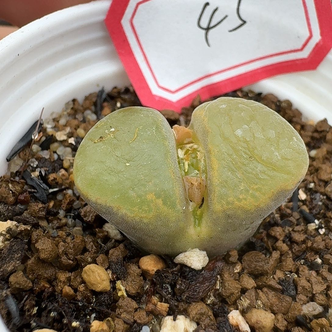 45多肉哈哈哈哈哈哈哈