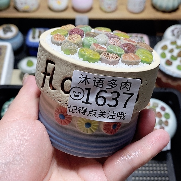 精美盆栽 一物一拍1637
