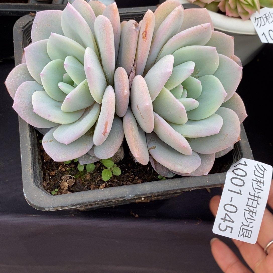 两单包邮101-45奶茶