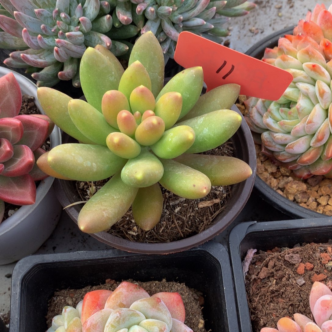 芒果奶7272727272727