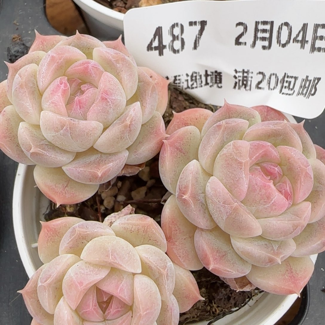 花语逸镜0204-487