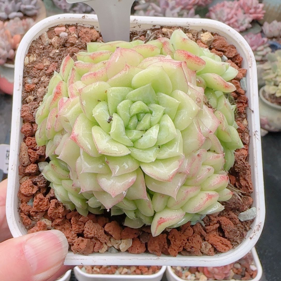 多肉植物7368……………….