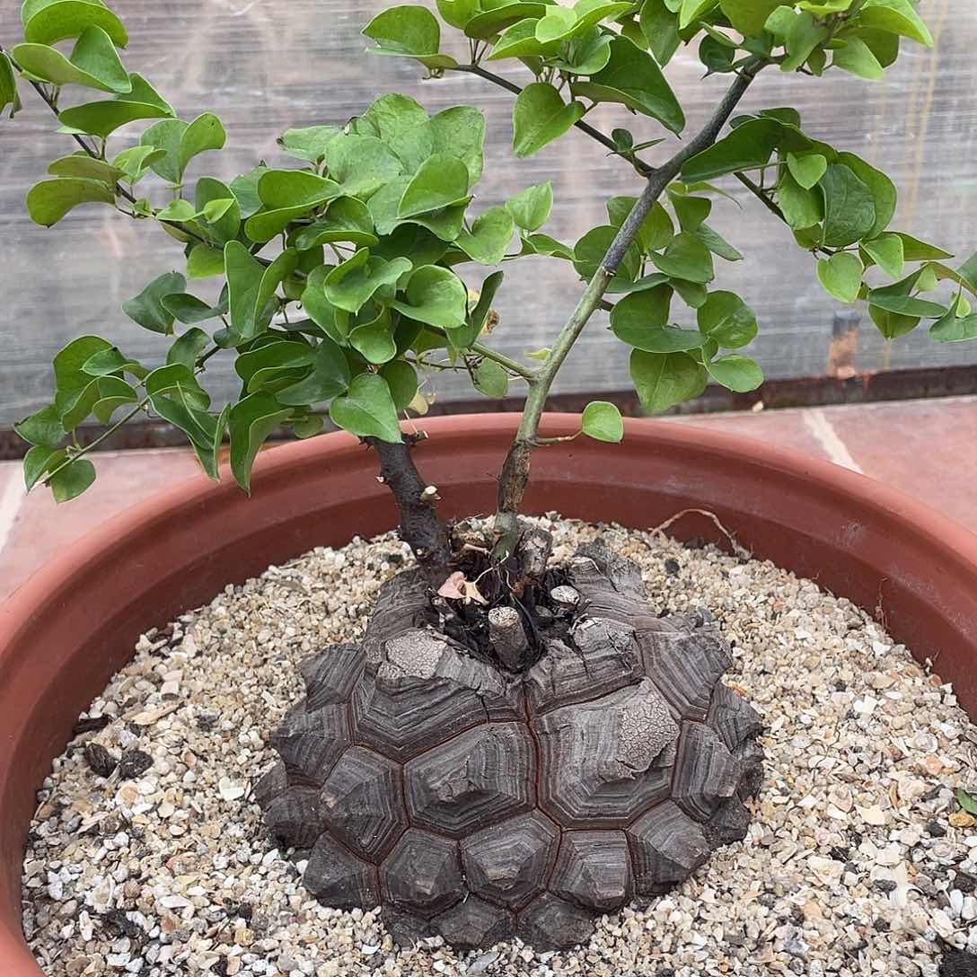 龟甲龙养定带盆发货