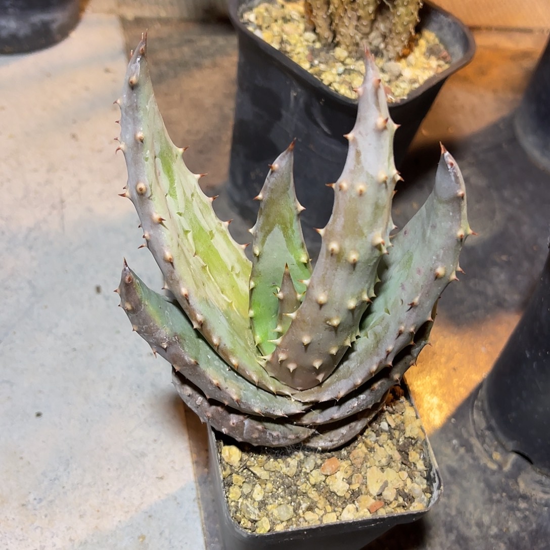 实生鬼切芦荟一物一拍