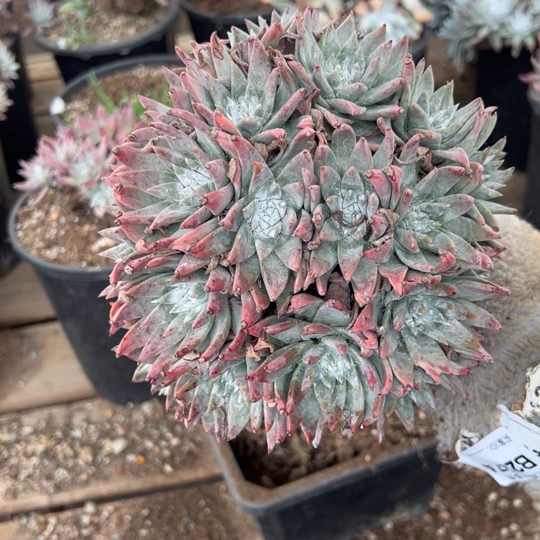 天**心2902哈哈哈哈哈哈哈哈多肉