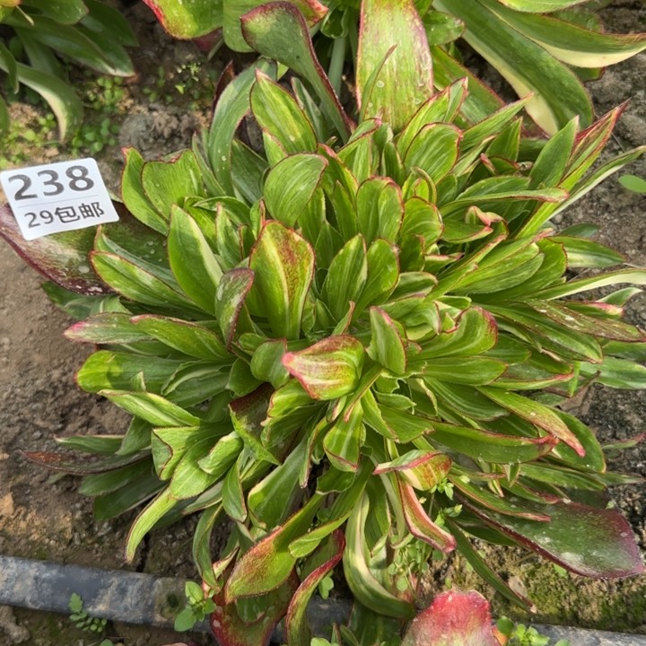 魅影七彩……多肉植物……