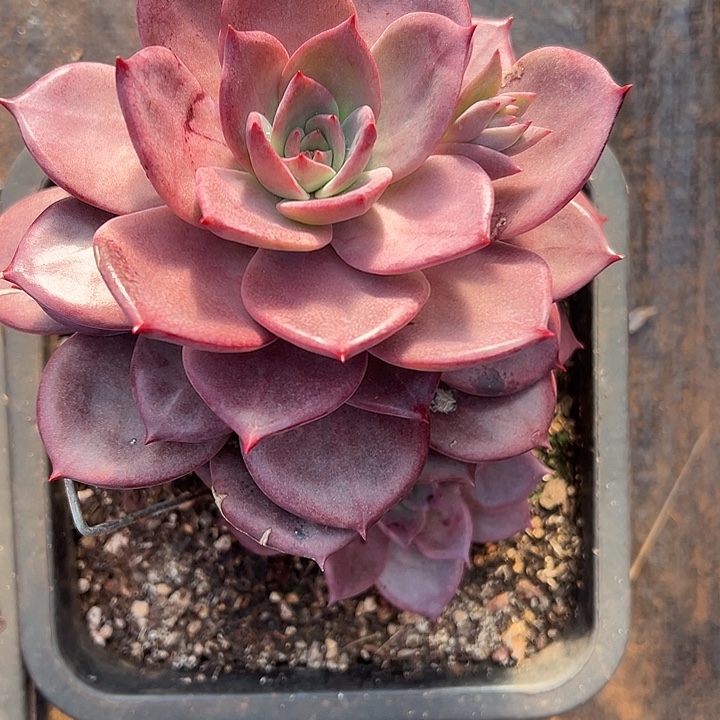 红糖卡多肉植物一号