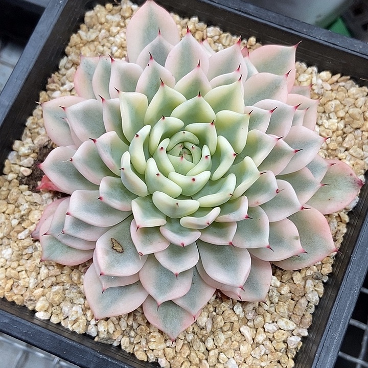 吉尔巴玫瑰锦多肉植物