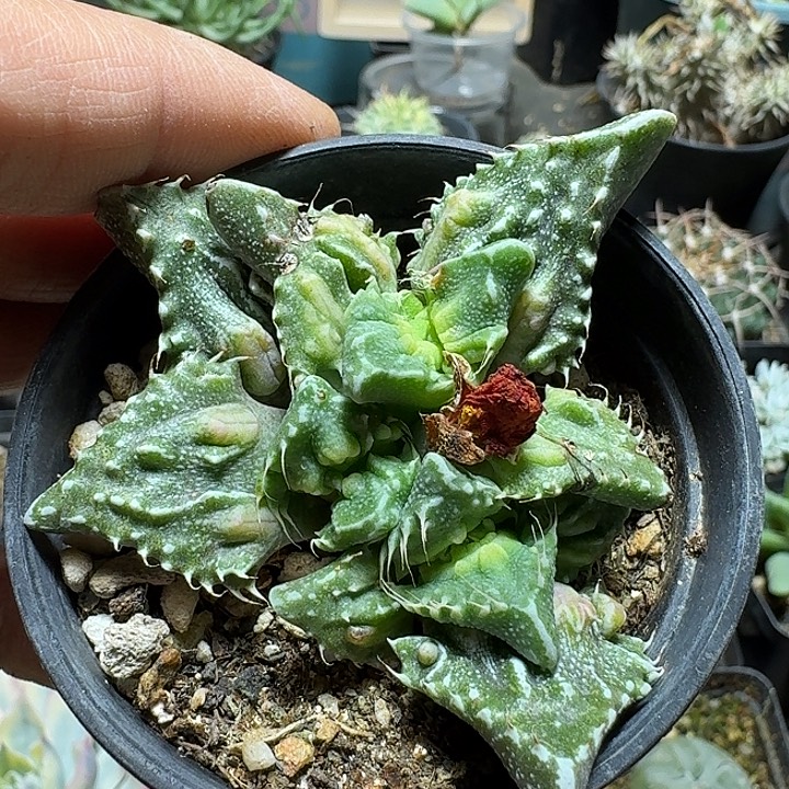 427神乐狮子脱土发货