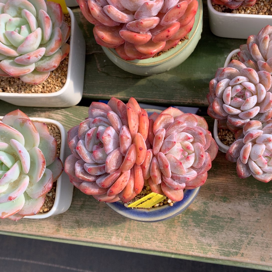 双头 橙梦露  一颗     