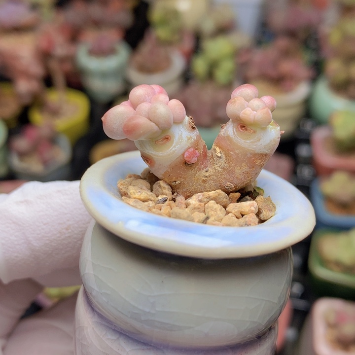 是****一物一拍 黄金奶酪