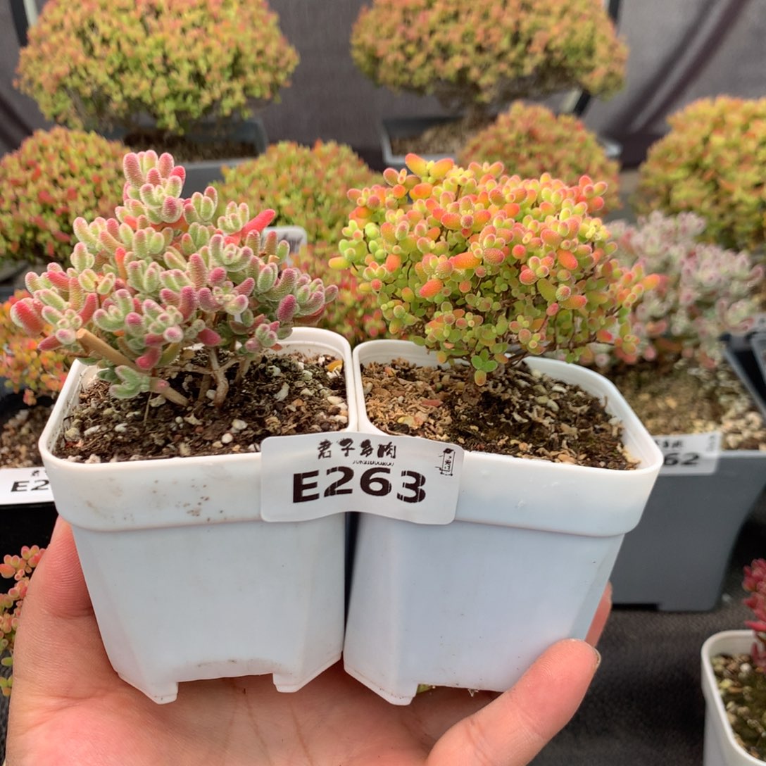 加***熊263实生冰晶蜜橘             