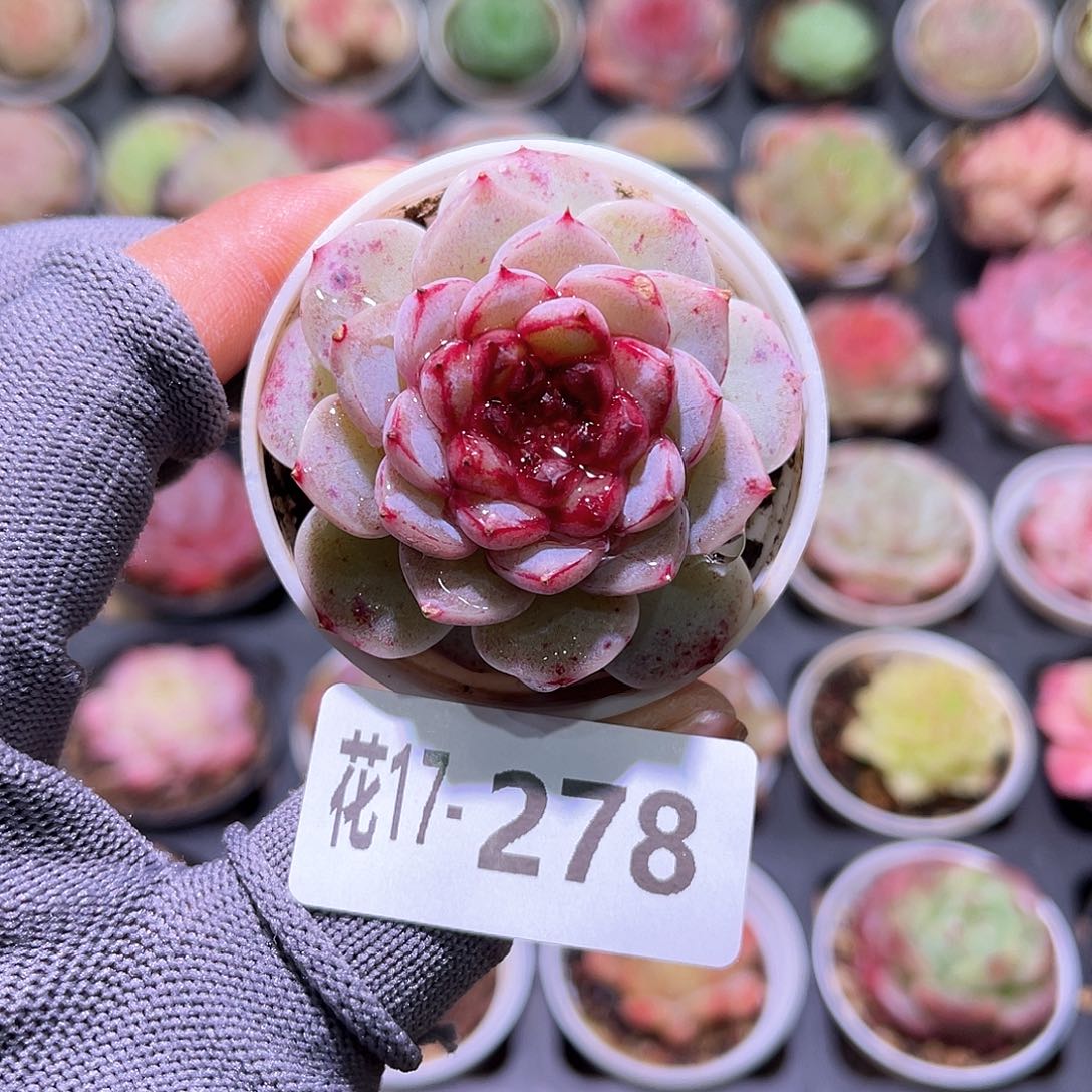 花17-278天鹅绒单头