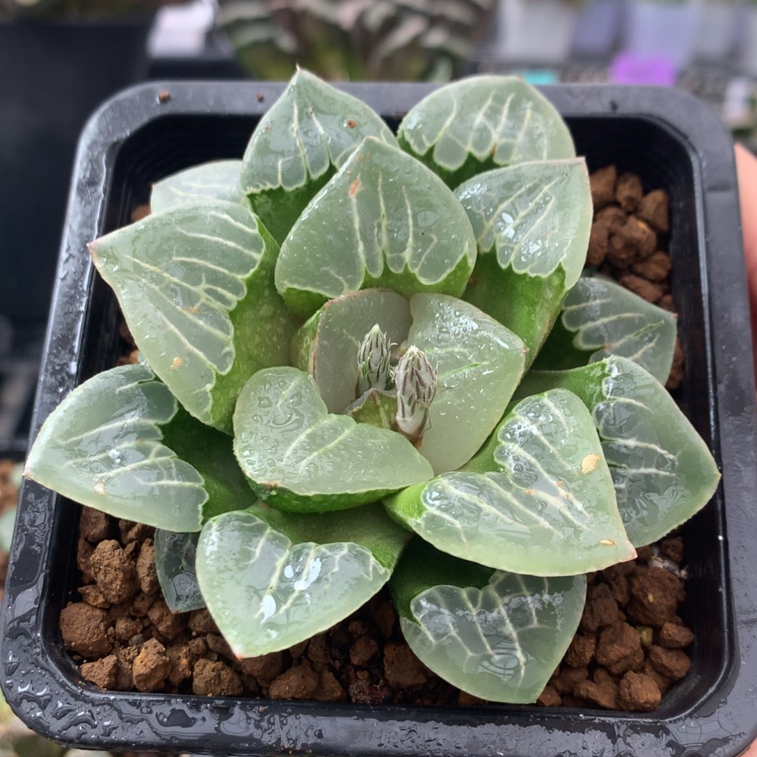 未央宫一物一拍带盆