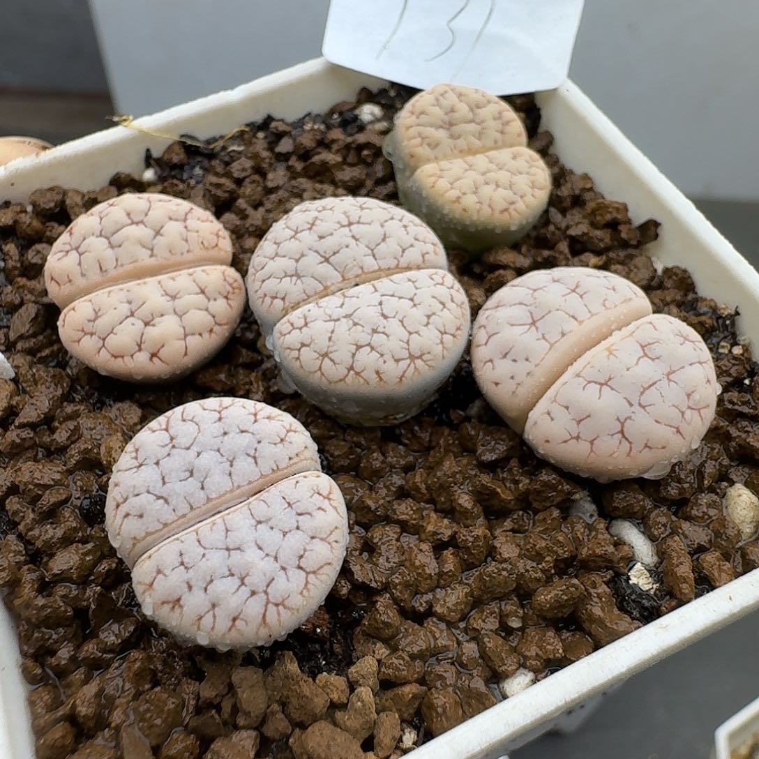 131多肉哈哈哈哈哈哈哈哈干