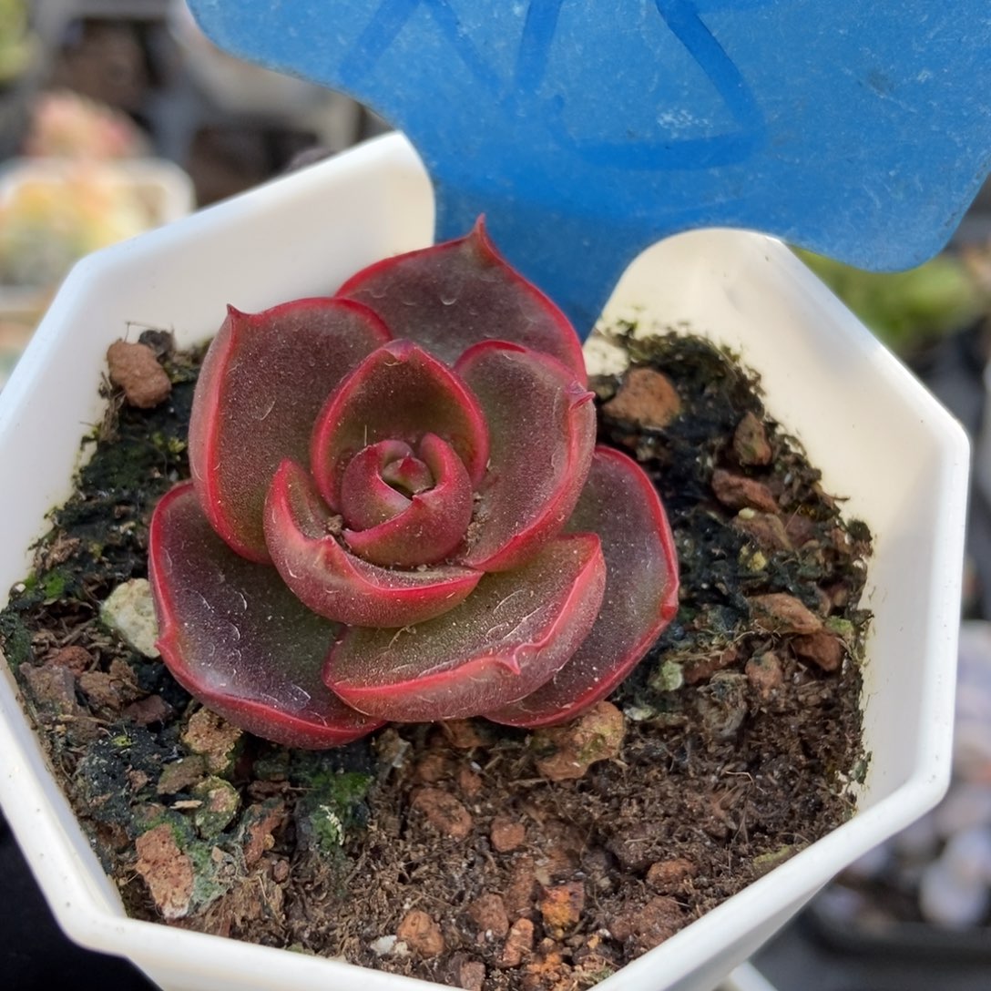 3红灯多肉植物保护