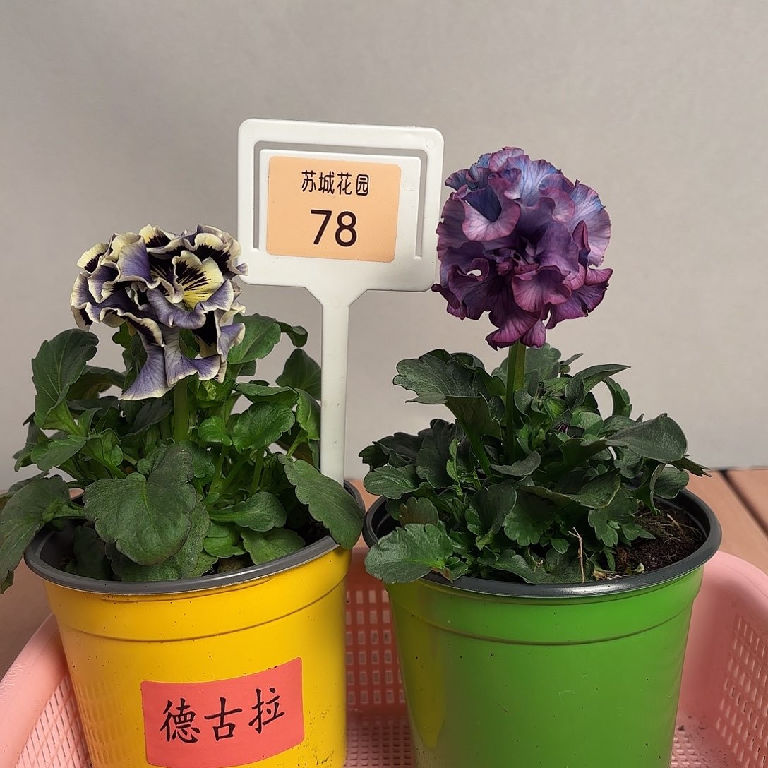 大部分开放少量花苞78