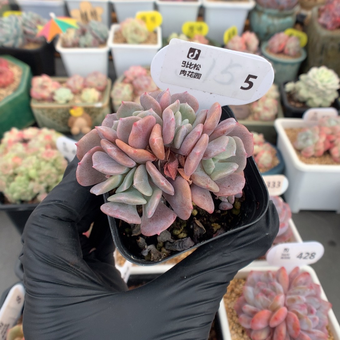 5 雪精灵小树缀多肉