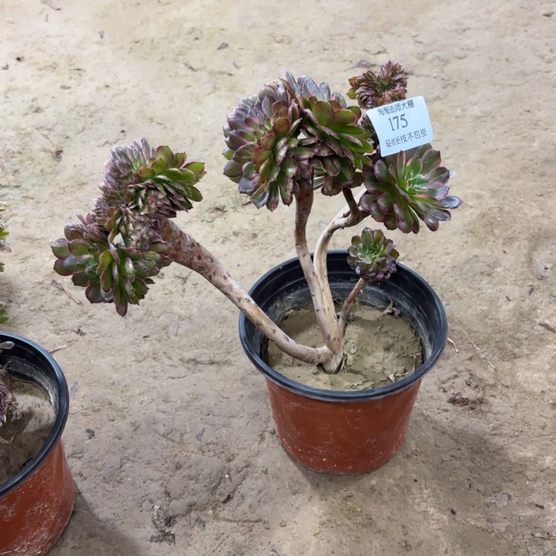 175黑金刚缀化多肉植物法师