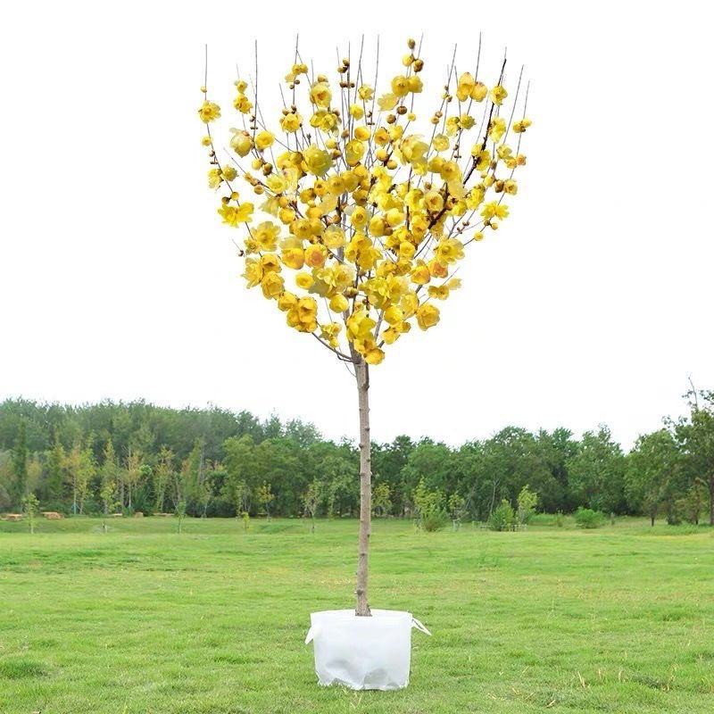 腊梅花树苗庭院地栽冬季开花浓香型耐寒花卉绿植