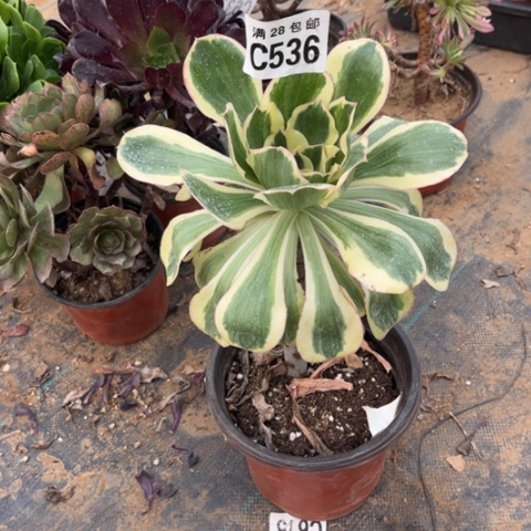 536燕子锦不包断枝