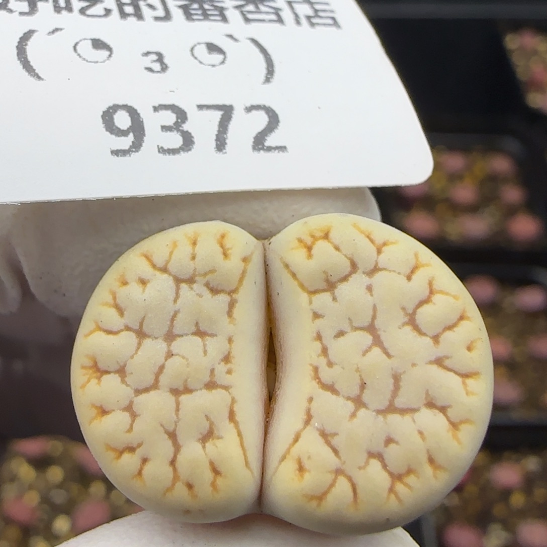 9372。默认脱土。18包邮。偏远88包邮