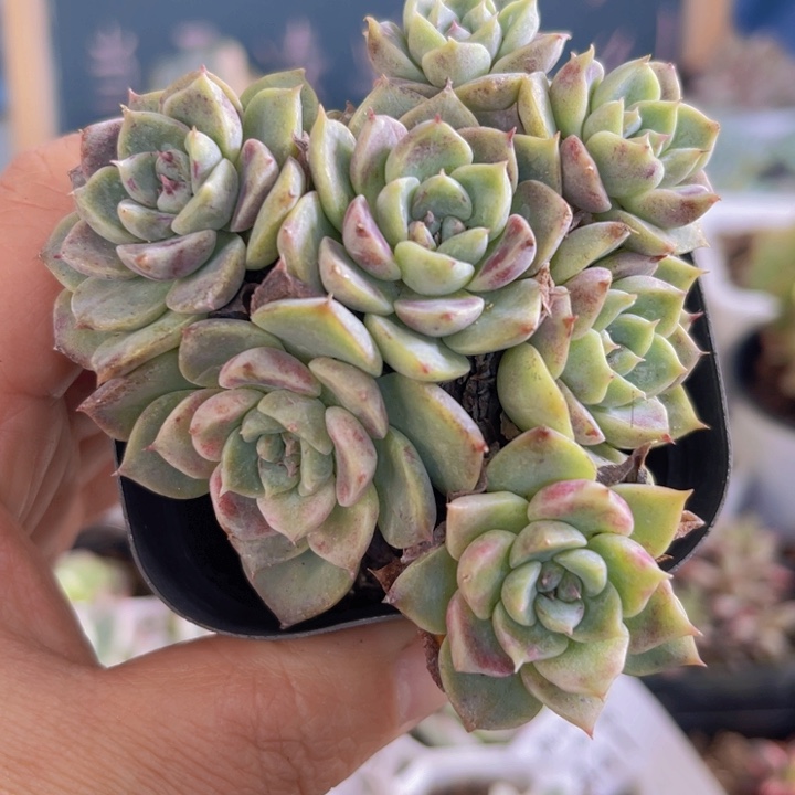 天鹅绒多肉植物421